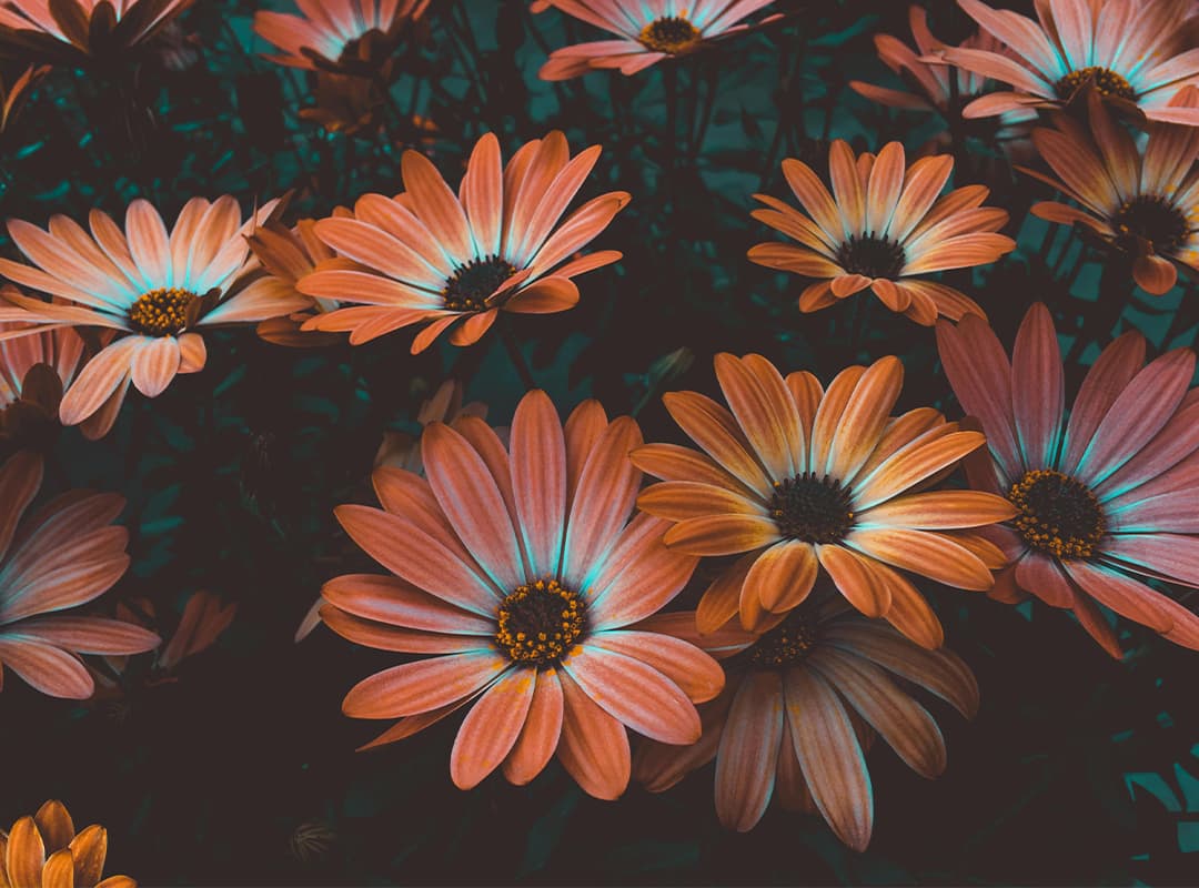 Biomimicry in Art: Inspiration by Nature and the Future of Design